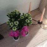 Jordanapartment Apartman Poreč
